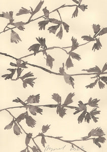 'Hawthorn Leaves Before it Flowers ' by Lucy Augé