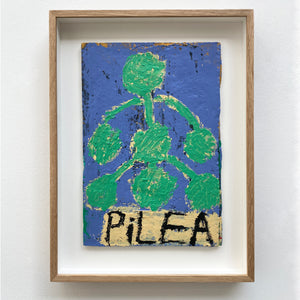 'Pilea' by Rosa Roberts