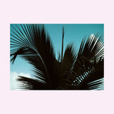 'Palm' by James Meakin